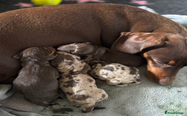 Miniature Dachshund dogs - Advert 1
