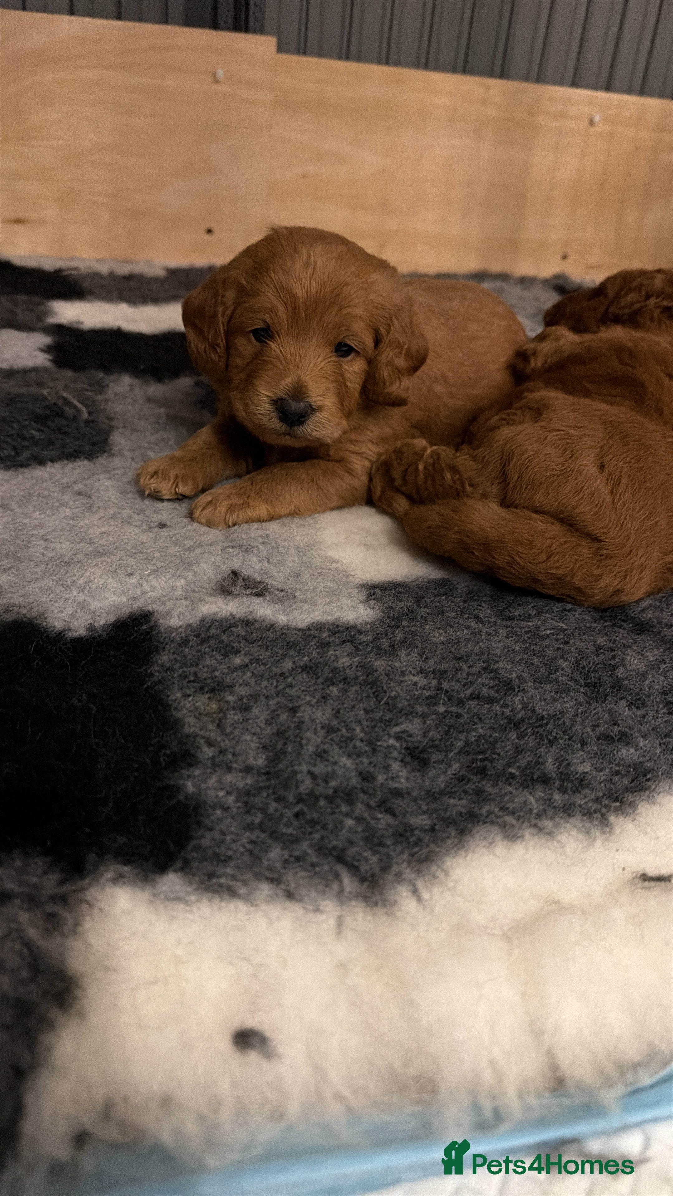 Labradoodle dogs for sale: ** 5 Beautiful Labradoodles Ready 29th November ** - Advert 2
