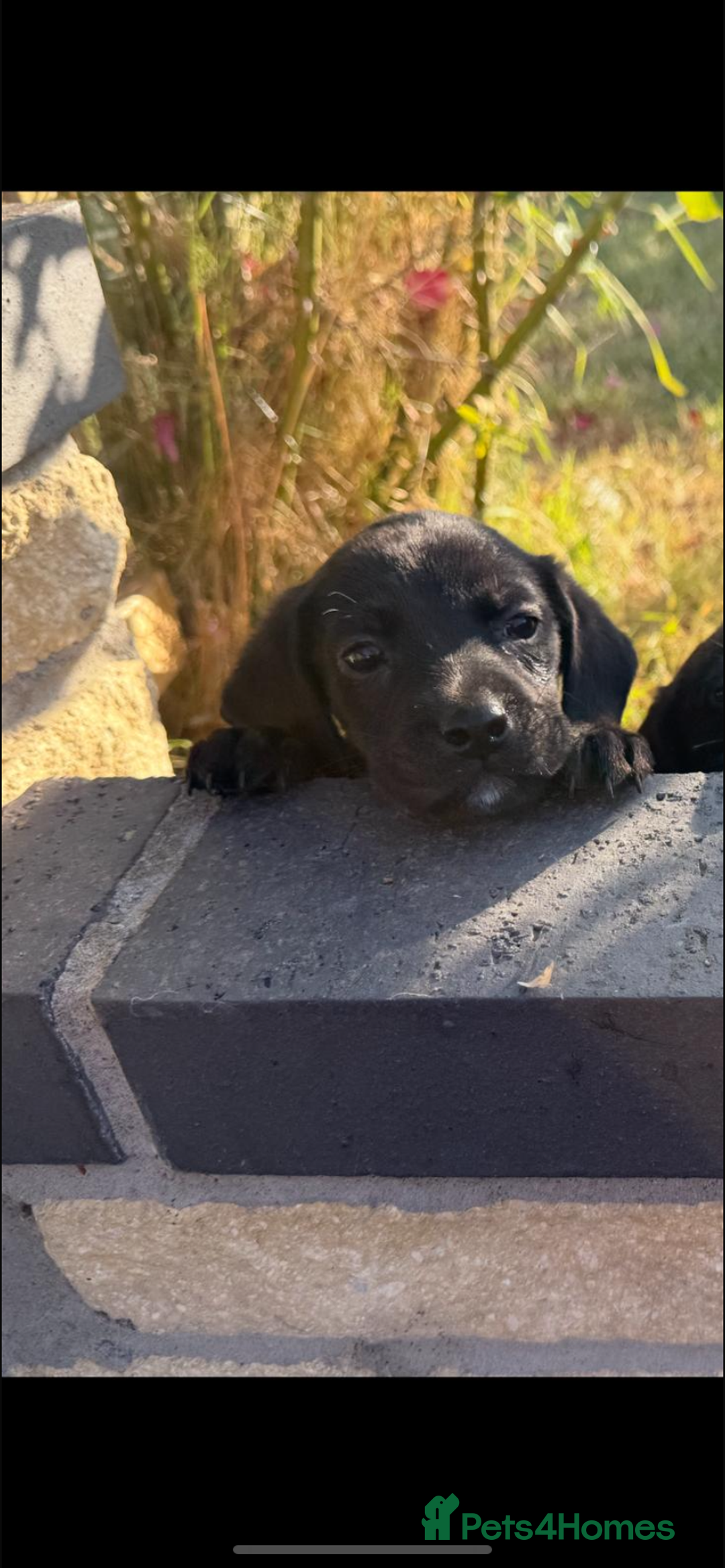 Mixed Breed dogs for sale: 7 playful beagledoor pups - Image 5