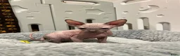 Sphynx cats for sale: 🐾 Beautiful Sphynx Kittens  ready to leave🐾 - Advert 7