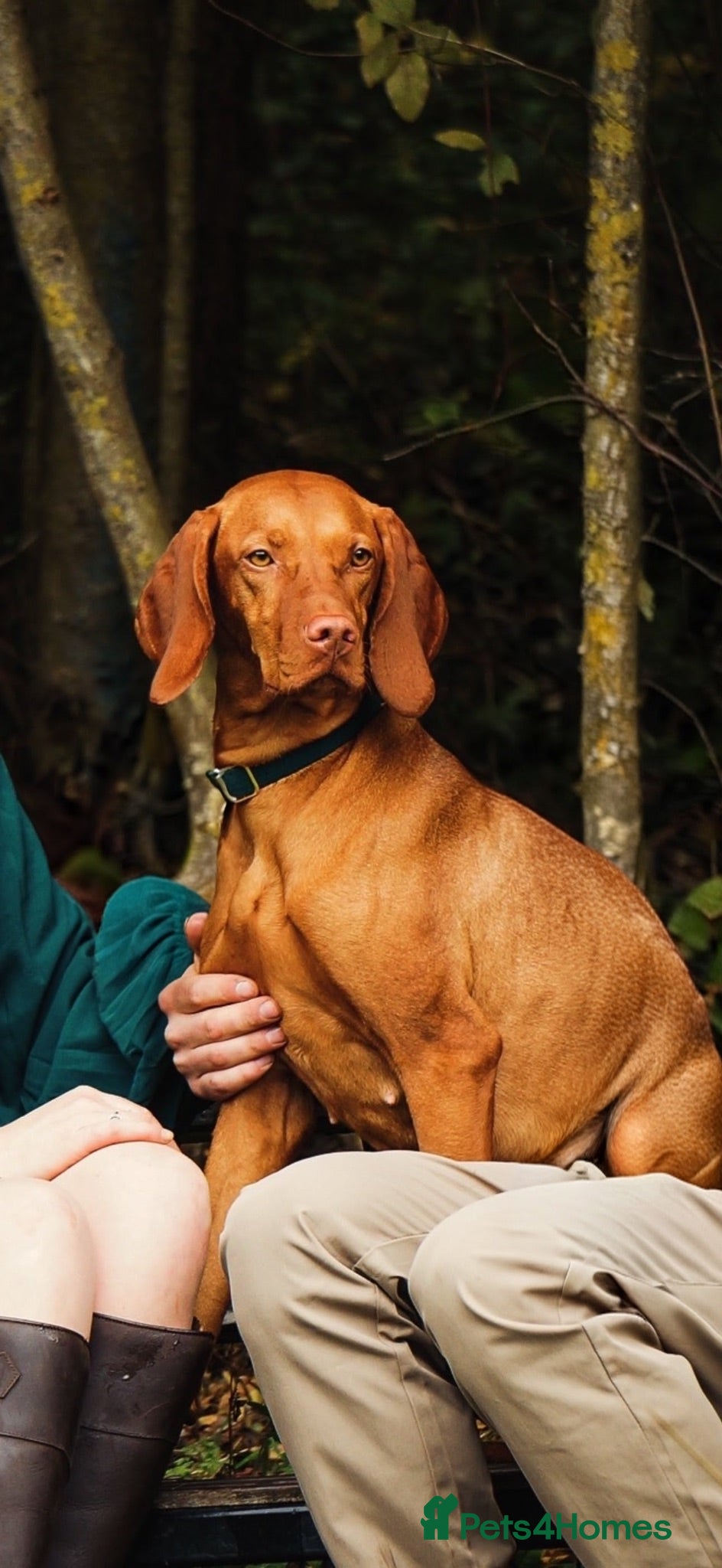 Hungarian Vizsla dogs Beautiful healthy KC registered Hungarian Vizslas  - Advert 5