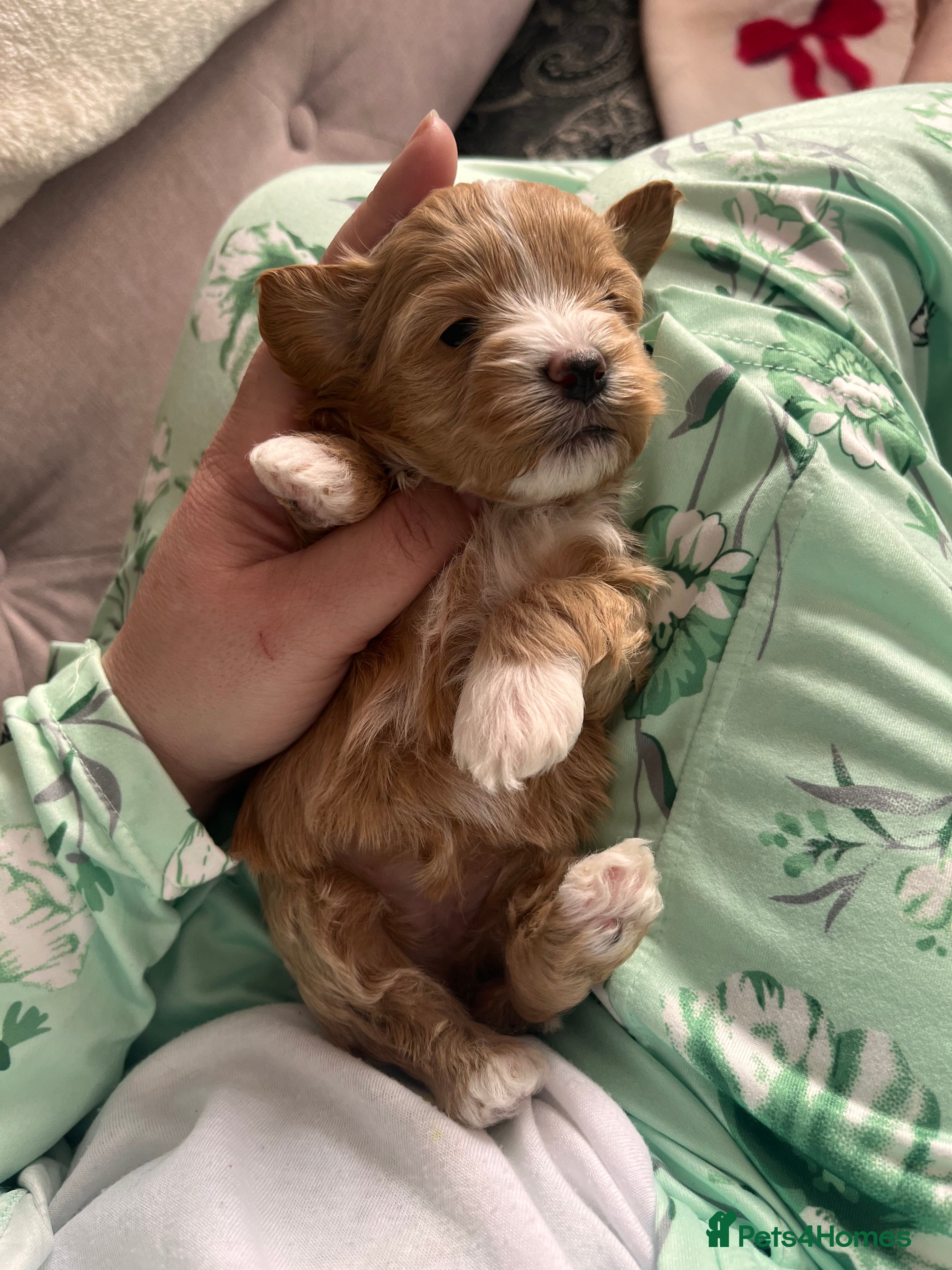 Maltipoo dogs Beautiful Quality Maltipoo Boy & Girl  - Advert 10