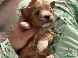 Maltipoo dogs Beautiful Quality Maltipoo Boy & Girl - Advert 14