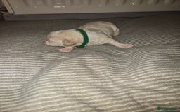 Mixed Breed dogs for sale: Beautiful shichon cross cavachon - Advert 6