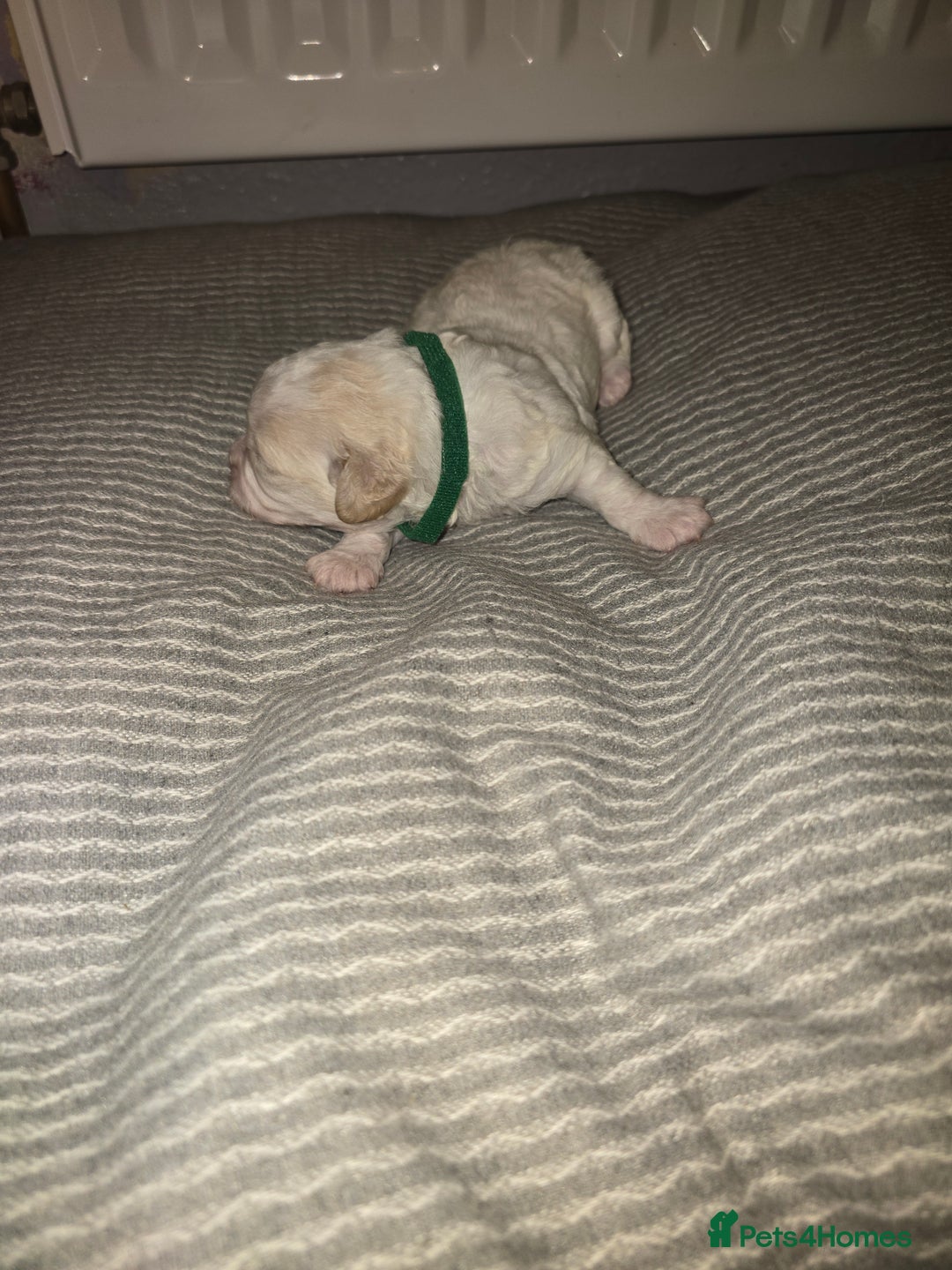 Mixed Breed dogs for sale: Beautiful shichon cross cavachon - Advert 6