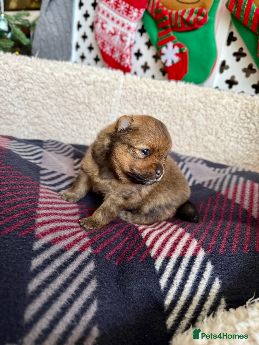 Pomeranian dogs for sale: Adorable Pomeranian puppies - ready January 25! - Advert 8