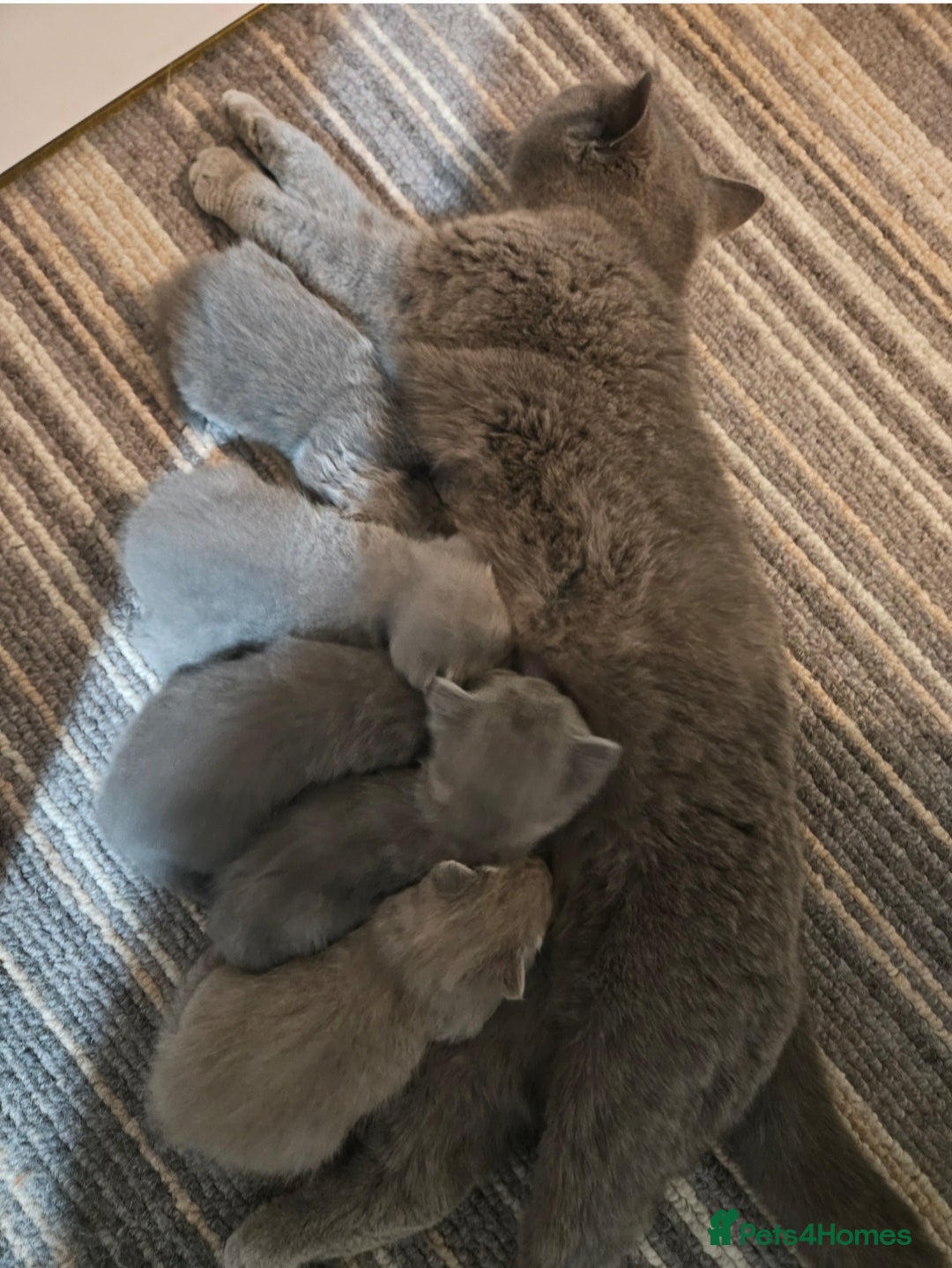 British Shorthair cats for sale: BRITISH SHORTHAIR X SCOTTISH FOLD - Image 3