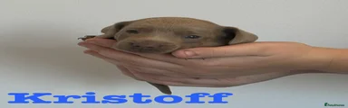 Kristoff 