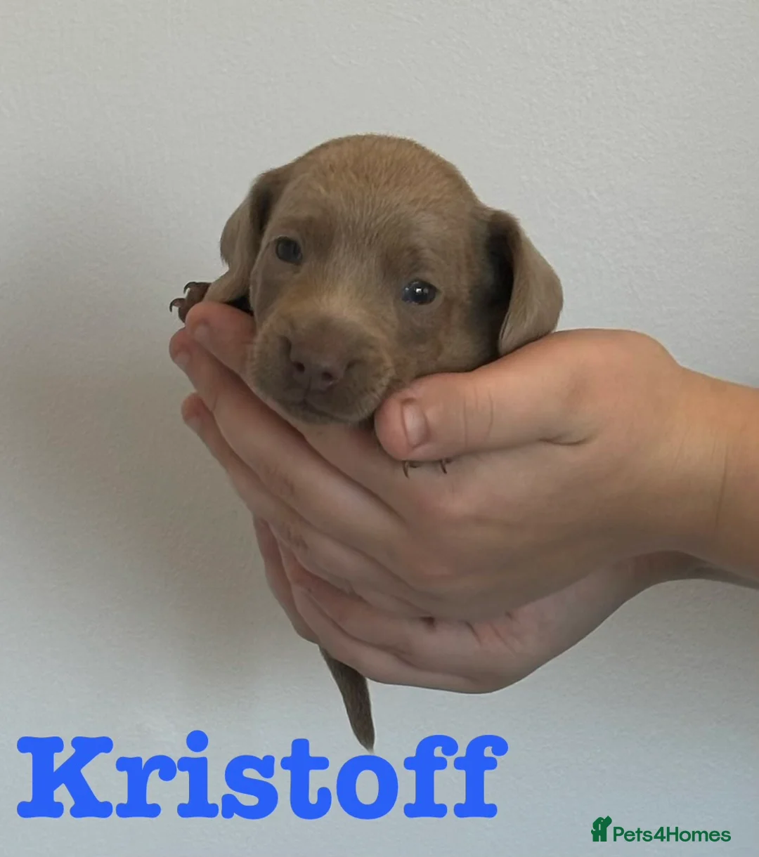 Miniature Dachshund dogs for sale: Ready now Miniature Dachshund Fluffy boy left 🩶 - Advert 15