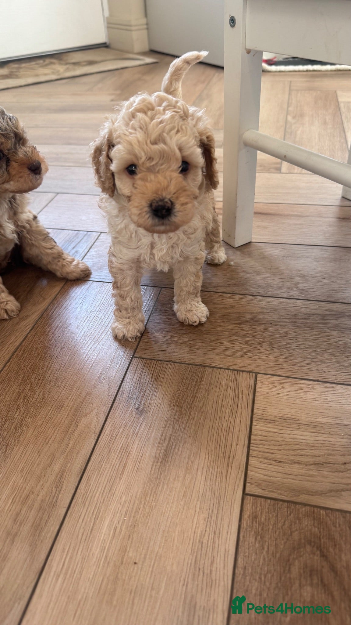 Cavapoo dogs Fully heath cheeked Cavapoos  - Advert 18