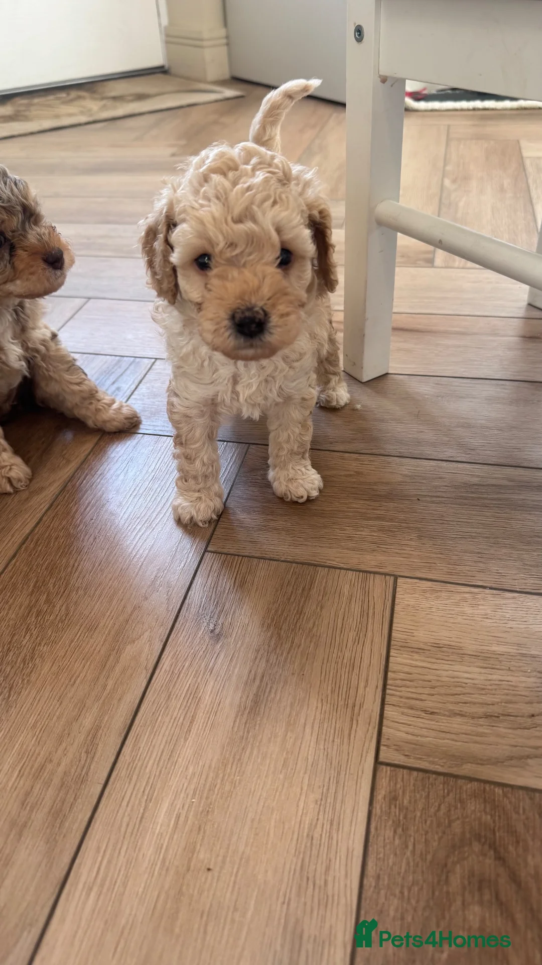 Cavapoo dogs for sale: Fully heath cheeked Cavapoos  - Advert 1