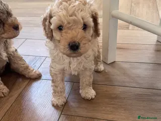 Cavapoo dogs Fully heath cheeked Cavapoos - Advert 3