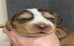 Cocker Spaniel dogs for sale: Stunning KC Reg Cocker Spaniel Pups Choco/Black - Image 3