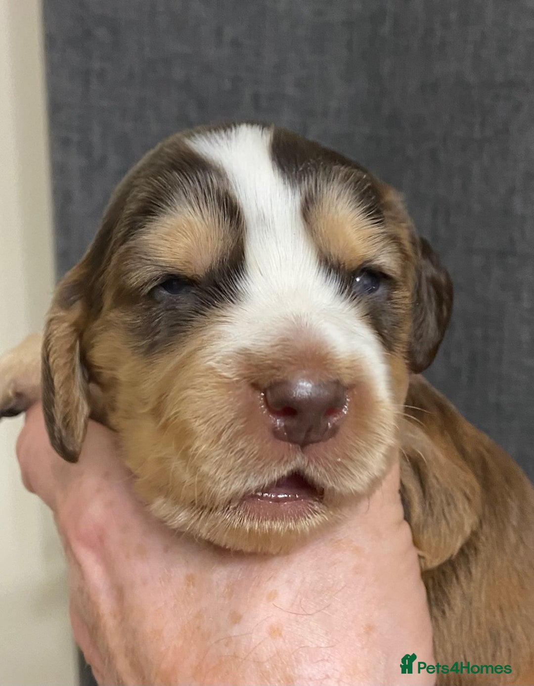 Cocker Spaniel dogs for sale: Stunning KC Reg Cocker Spaniel Pups Choco/Black - Image 3