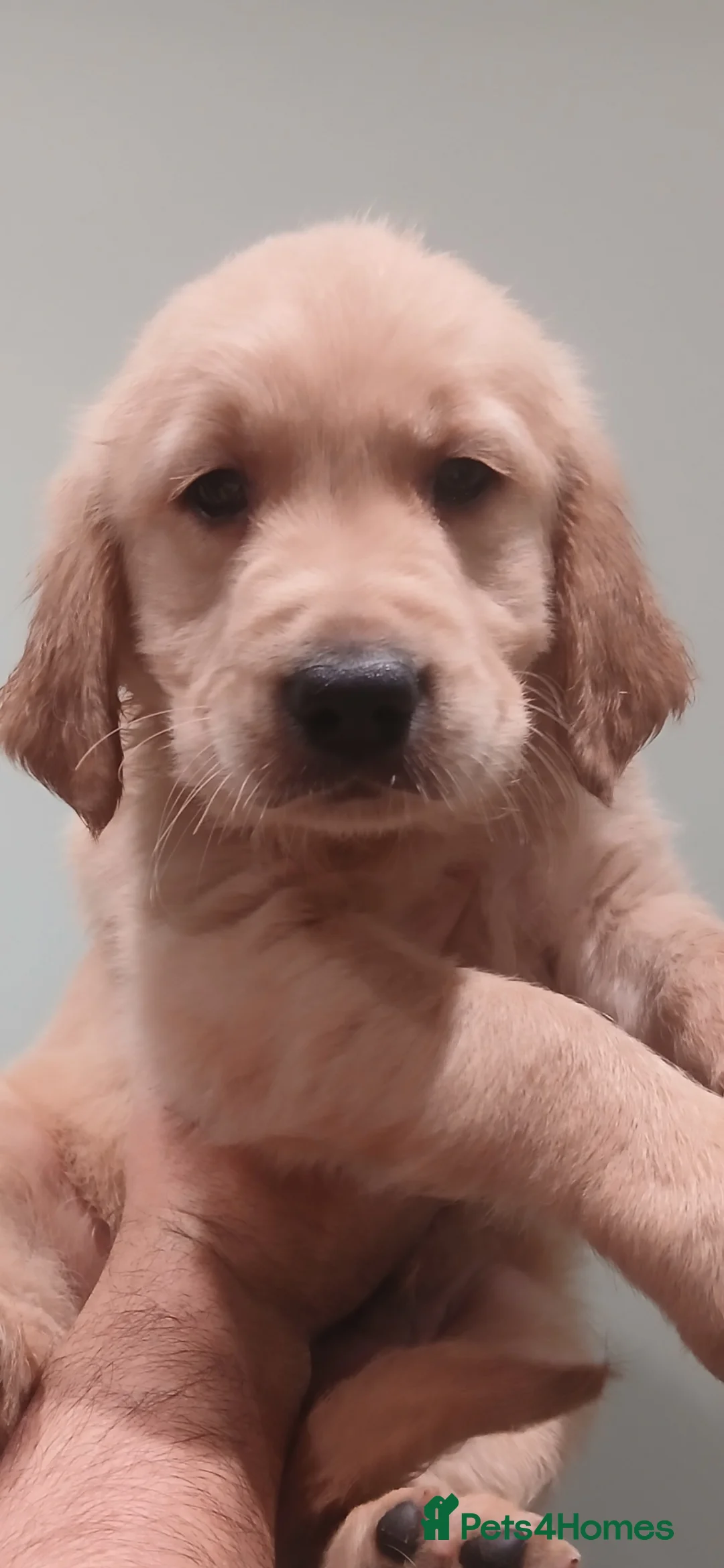 Golden Retriever dogs for sale: Chunky KC registered golden retrievers  - Advert 32