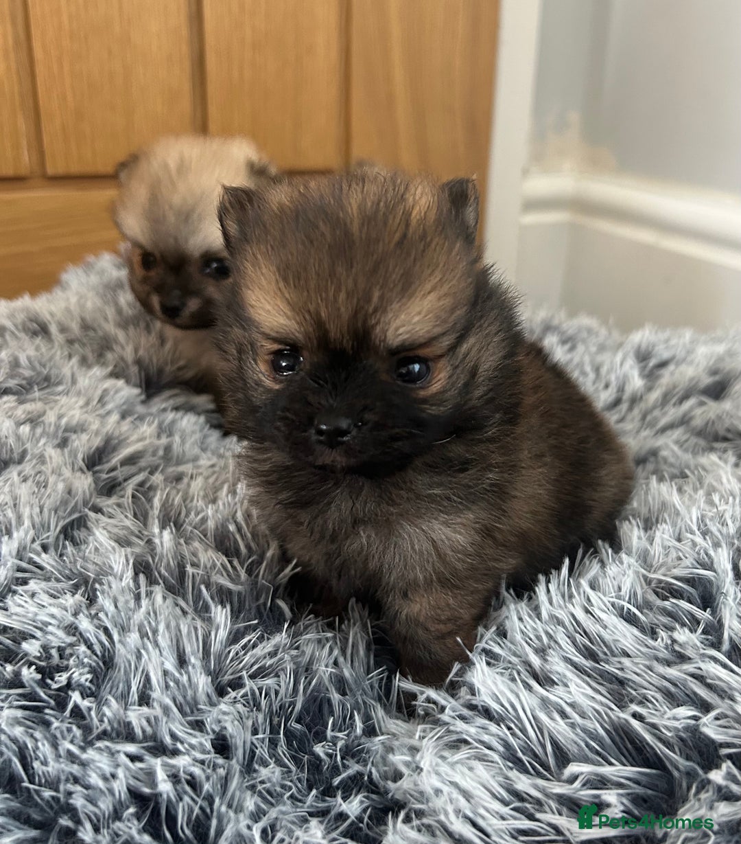 Pomeranian dogs for sale: Tiny Pomeranian puppies  - Image 5