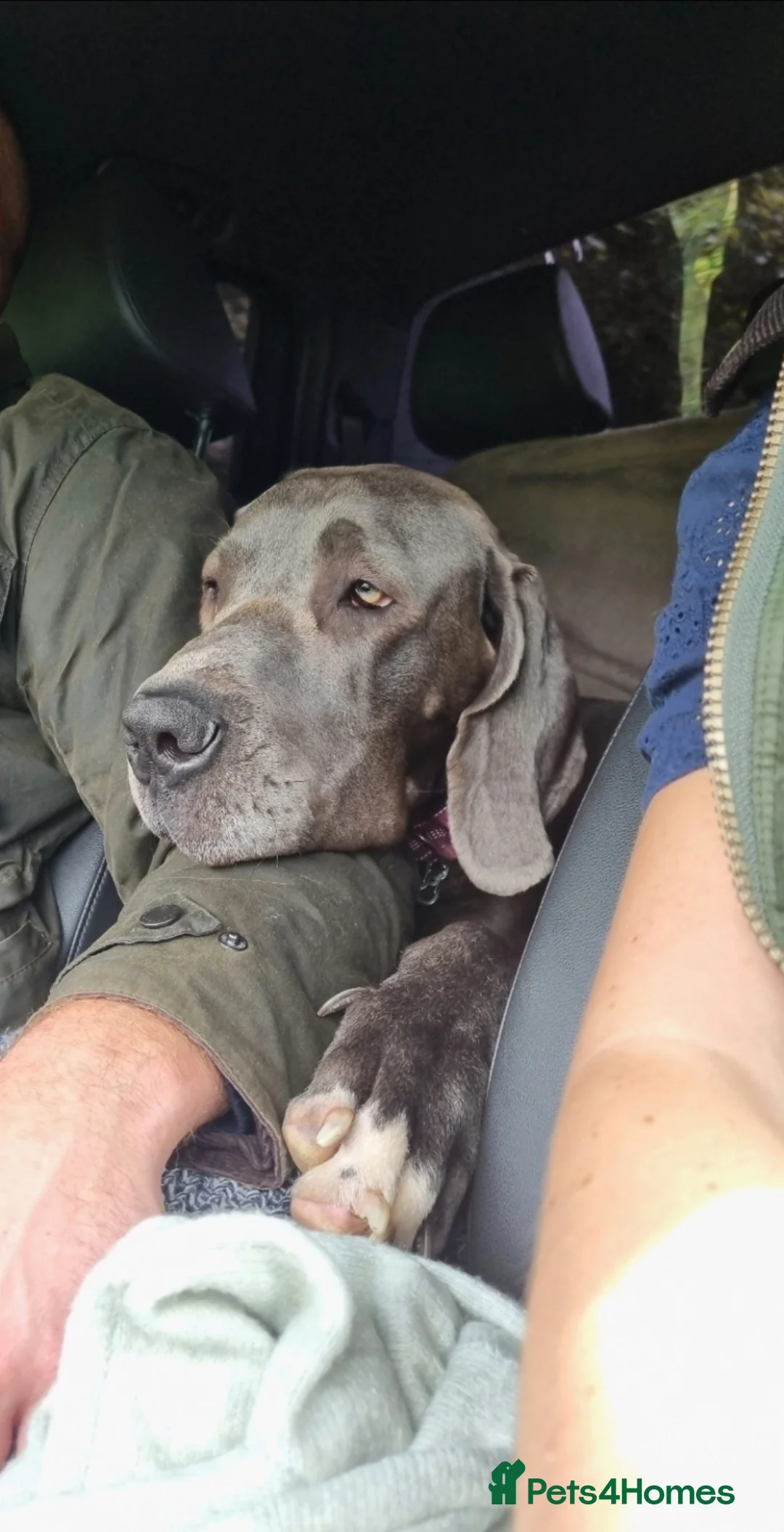 Great Dane dogs for sale: 💔🐾 Forever Home Needed 🐾💔 - Advert 2