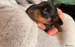 Miniature Dachshund dogs for sale: 🐾 miniature Dachshund females for sale🐾 - Image 12