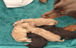Cockapoo dogs for sale: Beautiful F1 cockapoo puppies  - Image 4