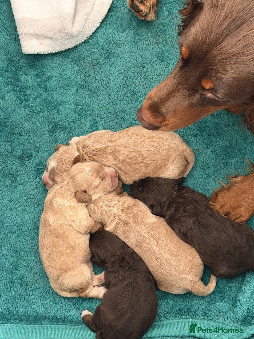 Cockapoo dogs for sale: Beautiful F1 cockapoo puppies  - Image 4
