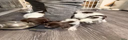 Mixed Breed dogs for sale: Sprointer puppies - Advert 24