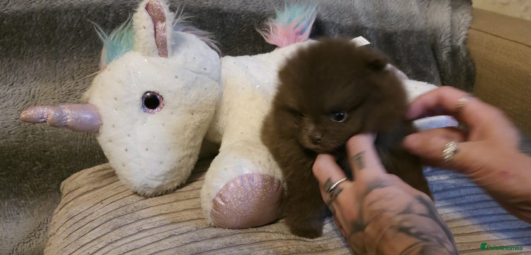 Pomeranian dogs for sale: Rare miniature Teddy face pomeranian puppies  - Image 21