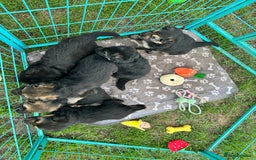 German Shepherd dogs for sale: German shepherd puppies  - Image 17