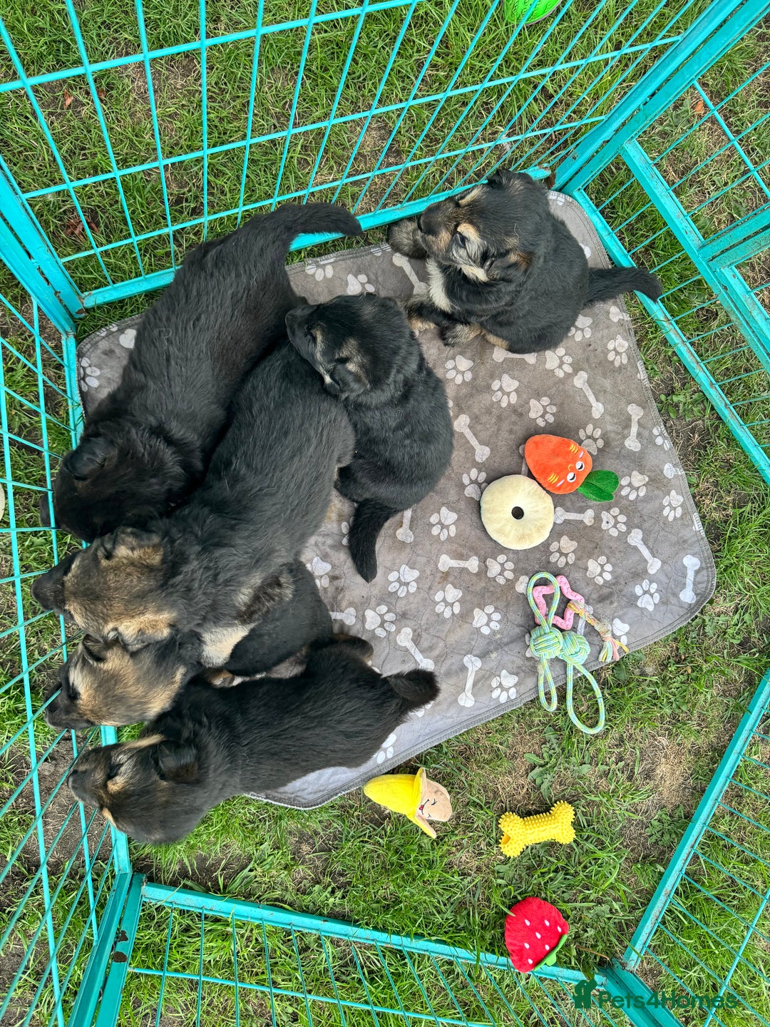 German Shepherd dogs for sale: German shepherd puppies  - Image 17
