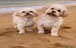 Shih Tzu dogs for sale: Beautiful Shih Tzu puppies - Image 18