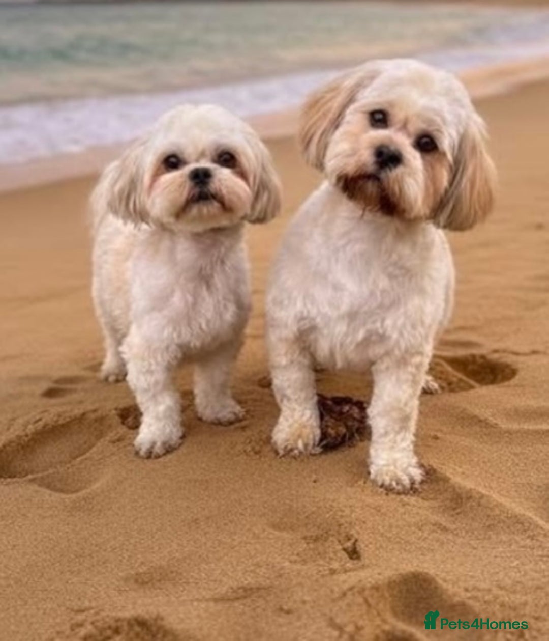 Shih Tzu dogs for sale: Beautiful Shih Tzu puppies - Image 18