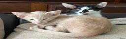 Oriental cats for sale: GCCF registered Oriental kittens  - Advert 3