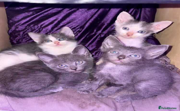 LaPerm cats - Advert 1