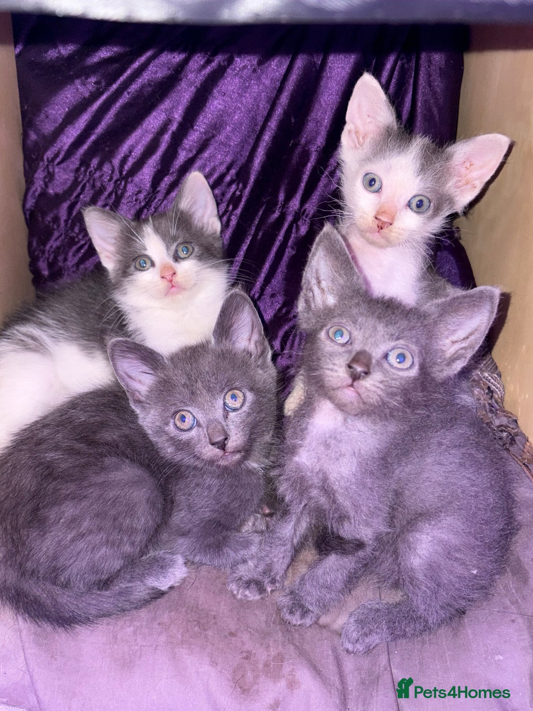LaPerm cats for sale: 4 Stunning La perm cross kittens - Image 1