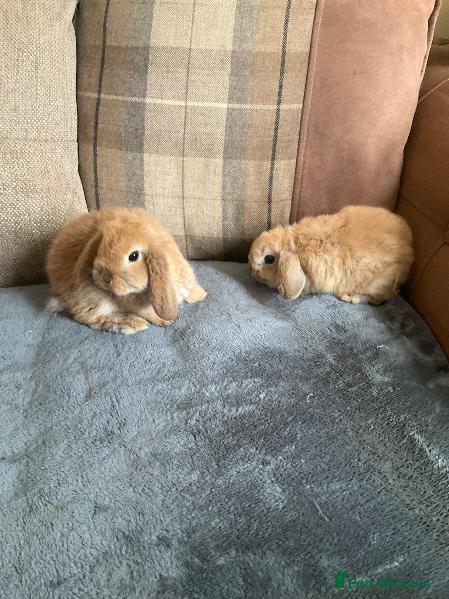 Mini Lop rabbits for sale: Mini lops - Advert 9