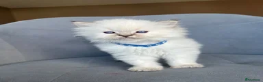 Ragdoll 4