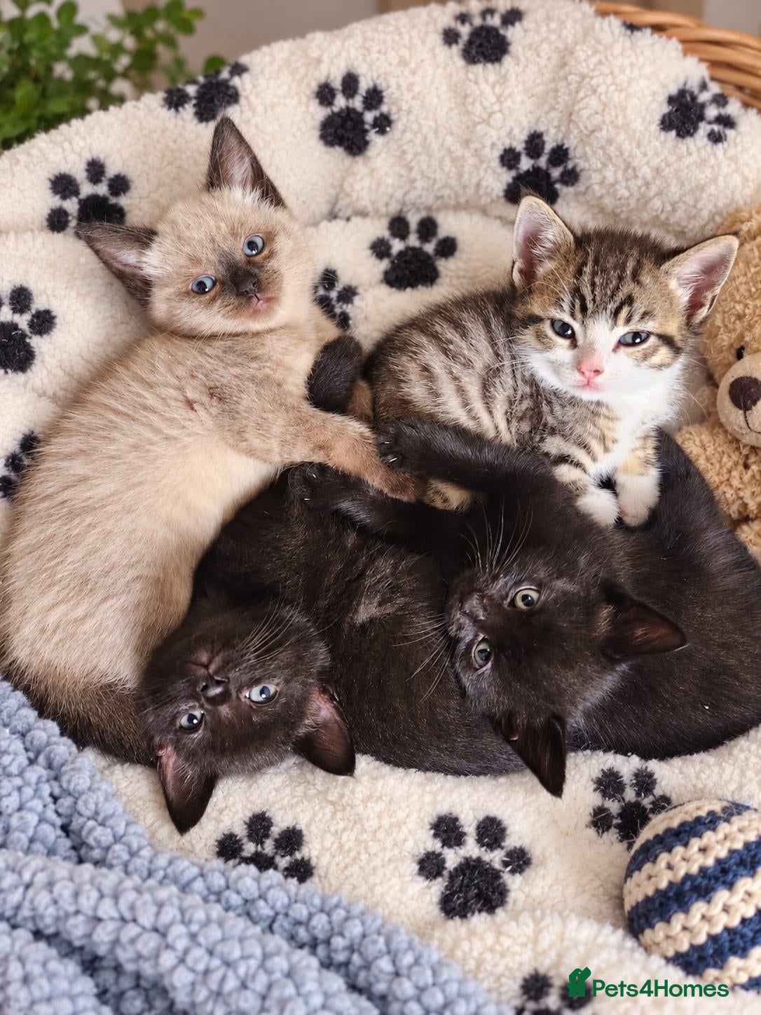 Mixed Breed cats 6 beautiful kittens  - Advert 1