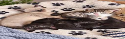 Mixed Breed cats for sale: 6 beautiful kittens  - Advert 3
