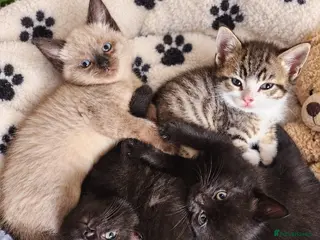 Mixed Breed cats 6 beautiful kittens - Advert 1