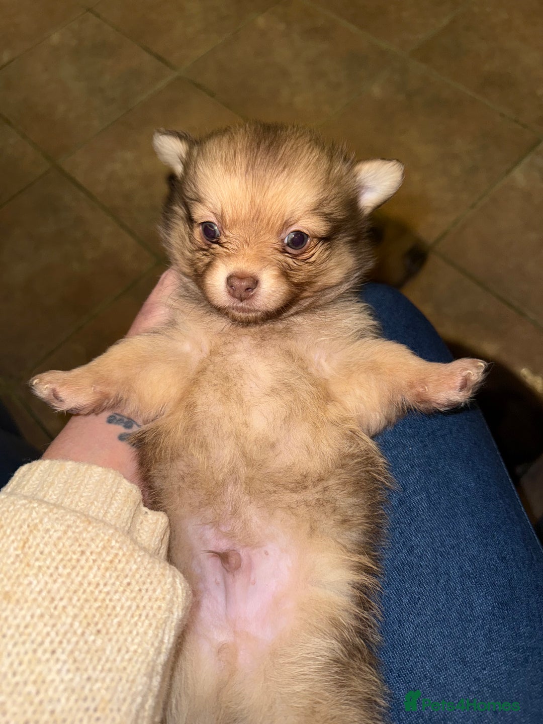 Pomchi dogs for sale: 💙 2 longhair Boys Left 💙 - Advert 4