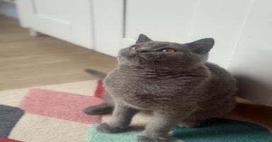 British Shorthair cats - Advert 8