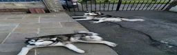 Alaskan Malamute dogs for stud: STUD ONLY Alaskan Malamute - Advert 7