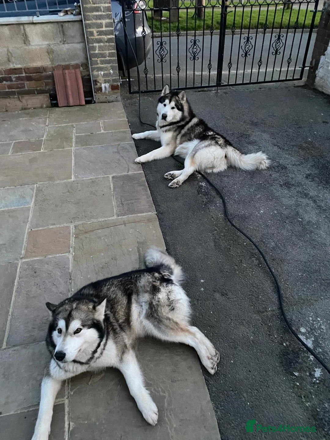 Alaskan Malamute dogs for stud: STUD ONLY Alaskan Malamute - Advert 7