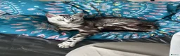 Norwegian Forest Cat cats for sale: 6 of the prettiest kitties for sale  - Advert 1