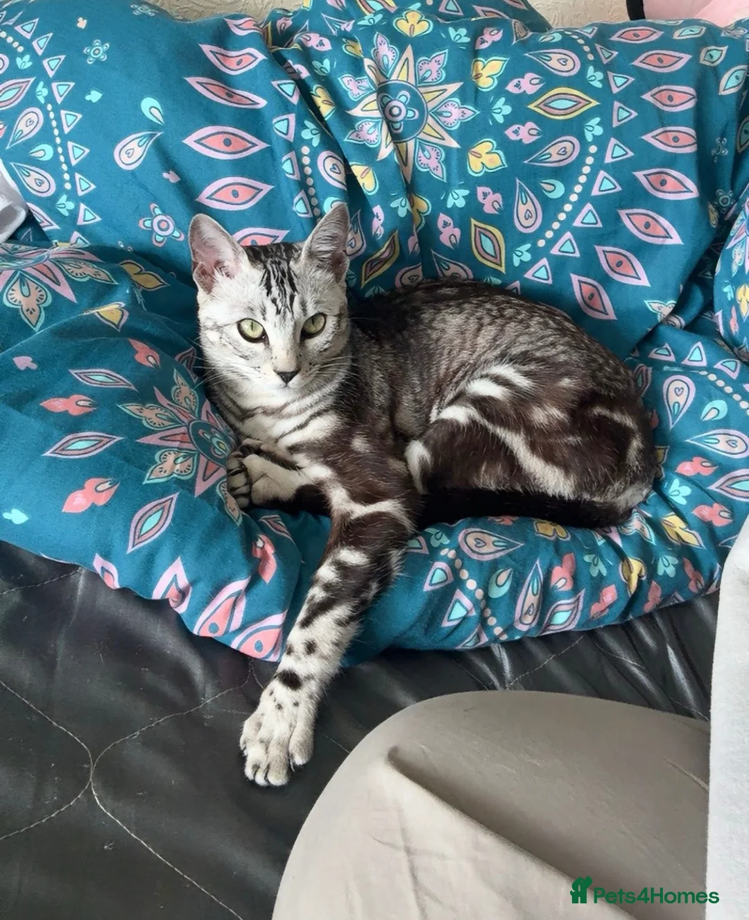 Norwegian Forest Cat cats for sale: 6 of the prettiest kitties for sale  - Advert 1