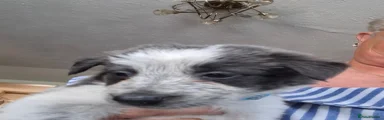Border Collie 5 light blue collar 