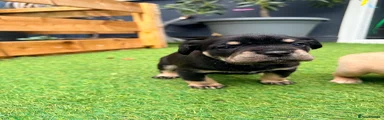 Mixed Breed Puppy 2