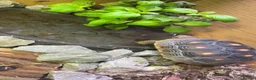 Tortoise reptiles for sale: Red foot tortoise  - Advert 6