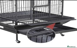 Cockatiels birds for sale: 2 male aviary cockatiels - Image 3