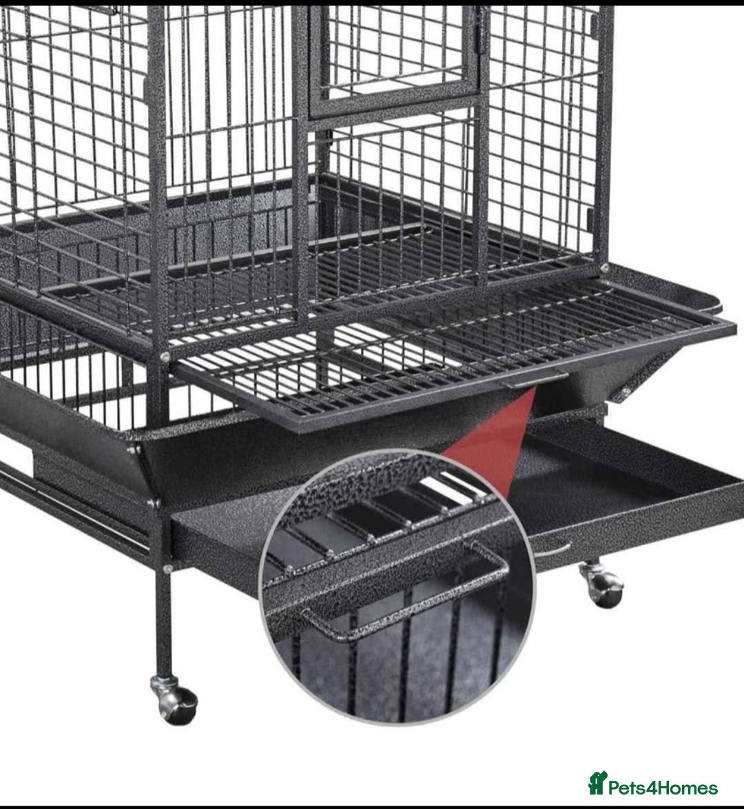 Cockatiels birds for sale: 2 male aviary cockatiels - Image 3