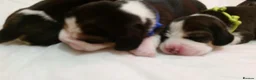 Beagle dogs for sale: 6TH Generation Beagles. - Advert 7